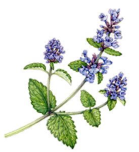 a fresh sprig of catmint